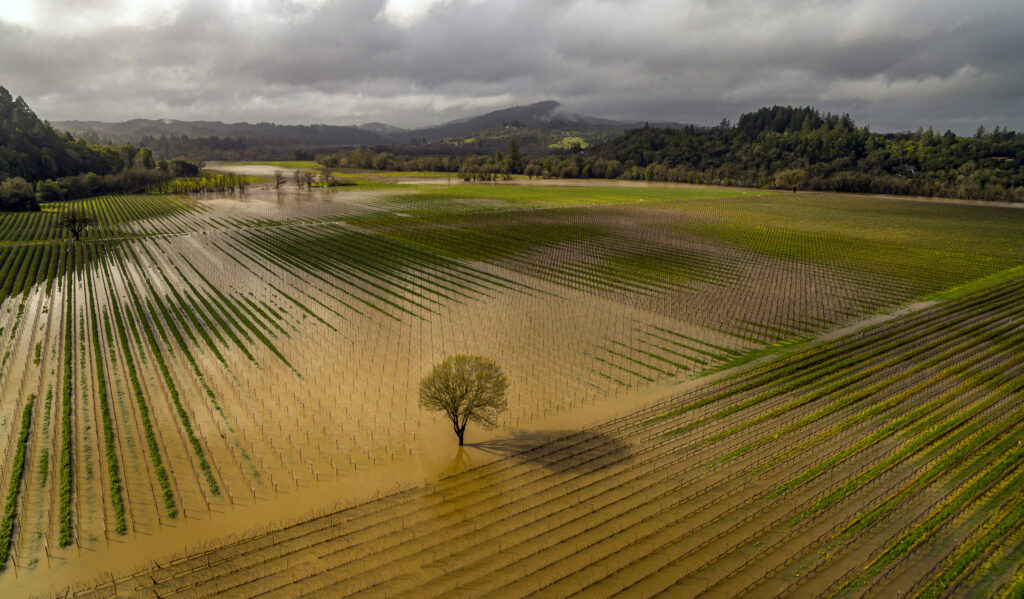 CALIFORNIA — Nature’s revenge — sometimes there’s too much water: Jackson Family vineyards are submerged in the Russian River near Trenton Road and River Road after flooding from the latest round of storms in Sonoma County, CA, Monday, Feb. 19, 2024.Photo: Chad Surmick/The Press Democrat via AP