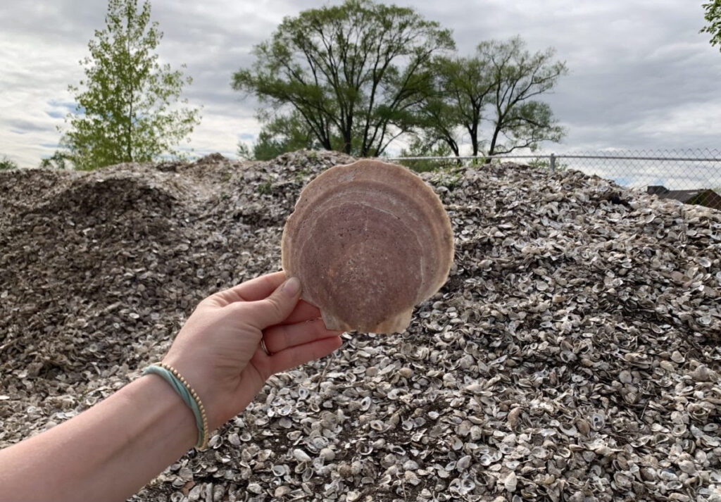 This scallop shell was mixed in with the oyster shells curing on Governors Island as part of the Billion Oyster Project.Photo: Mary Frost/Brooklyn Eagle