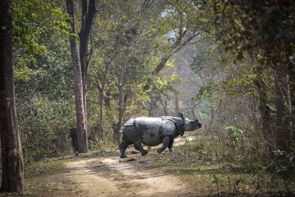 GUWAHATI — One of 4,000 — encounters like this will be increasingly rare unless conditions change: A Greater One-Horned Rhinoceros crosses a trail inside the Pobitora Wildlife Sanctuary on the outskirts of Guwahati, India, Wednesday, March 6, 2024. According to the International Union for Conservation of Nature, this species is categorized as vulnerable.Photo: Anupam Nath/AP