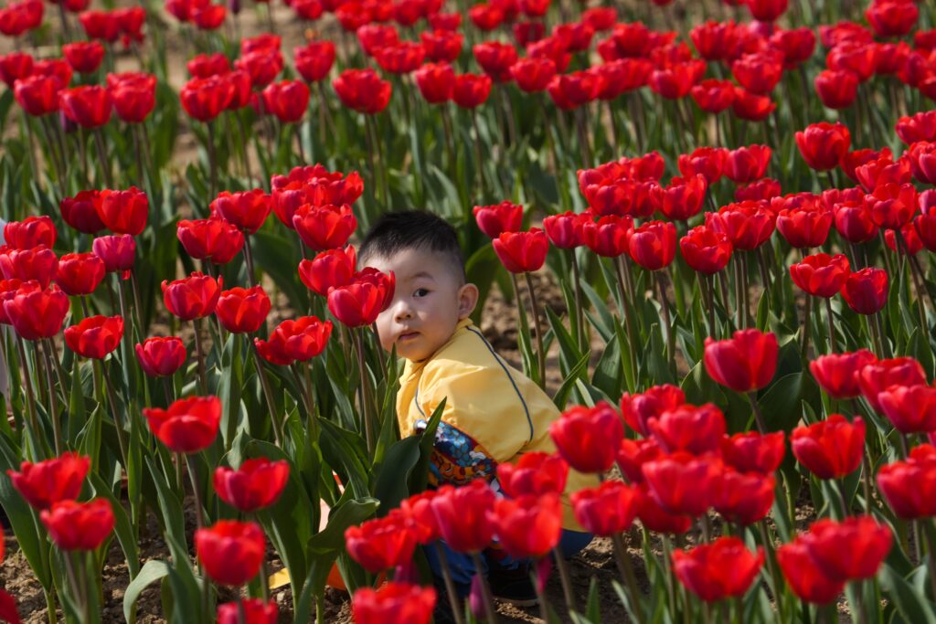 MILAN — Flower power and a great act of charity: A child picks flowers in a tulip field in Arese, near Milan, Italy, Friday, March 22, 2024. Dutch couple Edwin Koeman and Nitsuje Wolanios planted some 715,000 tulips in a field outside Milan, which opened to the public in March and will remain open until April 25.Photo: Luca Bruno/AP