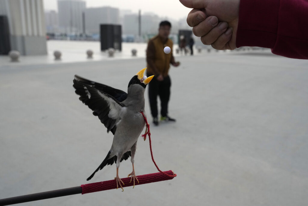BEIJING — China excels at training people … and birds: A wutong bird catches beads in its beak, training for a Beijing tradition that dates back to the Qing Dynasty (1644–1911), outside a stadium in Beijing, Tuesday, March 26, 2024. The ancient practice involves training birds to catch beads in mid-air shot out of a tube. Today, only about 50-60 people in Beijing are believed to still practice it.Photo: Ng Han Guan/AP
