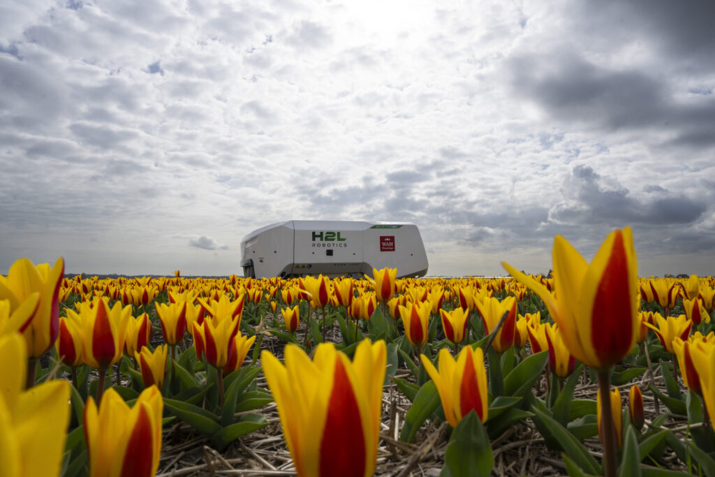 NETHERLAND — The coming AI apocalypse, starting with tulip robots: Theo the robot works weekdays, weekends and nights and never complains about a sore spine despite performing hour upon hour of what for a regular farmworker would be backbreaking work checking Dutch tulip fields for sick flowers in Noordwijkerhout, Netherlands, Tuesday, March 19, 2024. The boxy robot, named after a former employee at the WAM Pennings flower farm near the Dutch North Sea coast, is a new high-tech weapon in the battle to root out disease from the bulb fields as they erupt into a riot of springtime color.Photo: Peter Dejong/AP