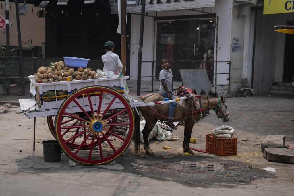 INDIA — Biggest wheels on the block: Children of a fruit vendor selling pineapple on a horse cart share a moment as they await customers by a roadside in Hyderabad, India, Thursday, March 14, 2024.Photo: Mahesh Kumar A./AP