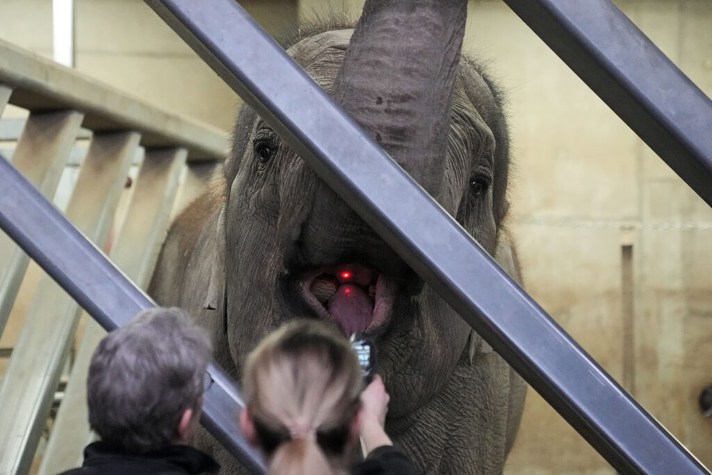 COLOGNE — Caring for the benign, intelligent fellow creatures we treasure: Zookeepers measure the temperature of an elephant during a daily medical check at the zoo in Cologne, Germany, Thursday, March 21, 2024.Photo: Martin Meissner/AP