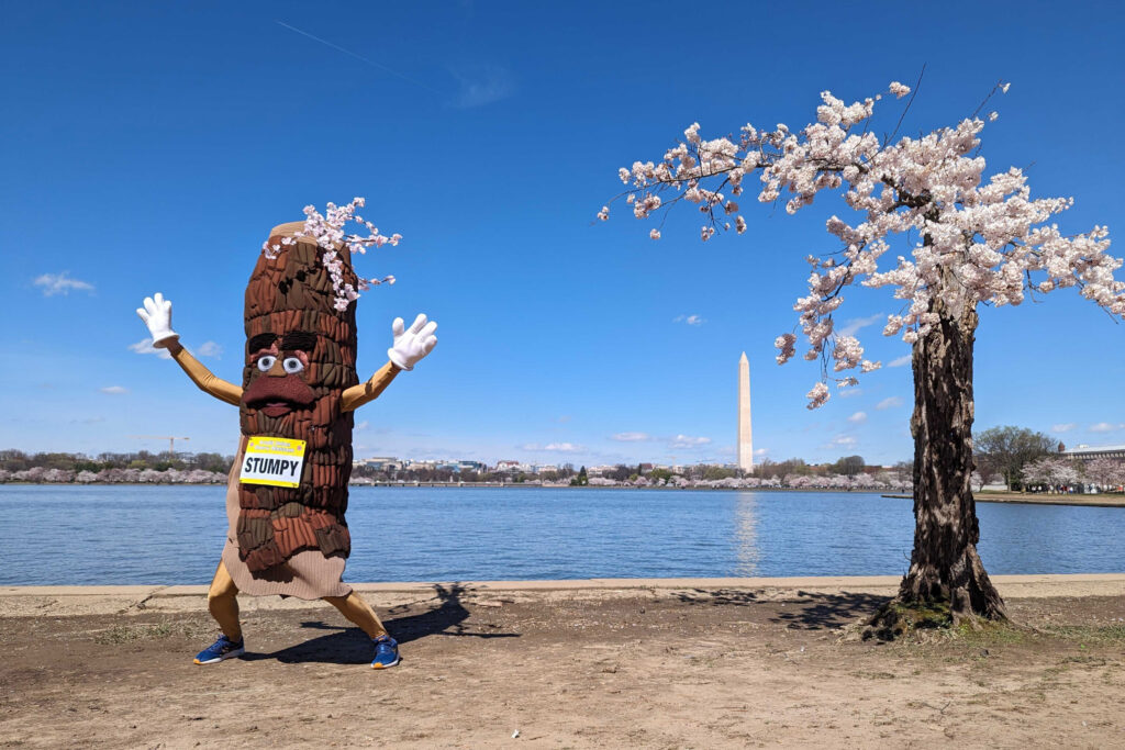 WASHINGTON D.C. — Stumpy’s last dance: Stumpy the mascot dances near ‘Stumpy’ the cherry tree at the tidal basin in Washington, Tuesday, March 19, 2024. The weakened tree is experiencing its last peak bloom before being removed for a renovation project that will rebuild seawalls around Tidal Basin and West Potomac Park.Photo: Nathan Ellgren/AP