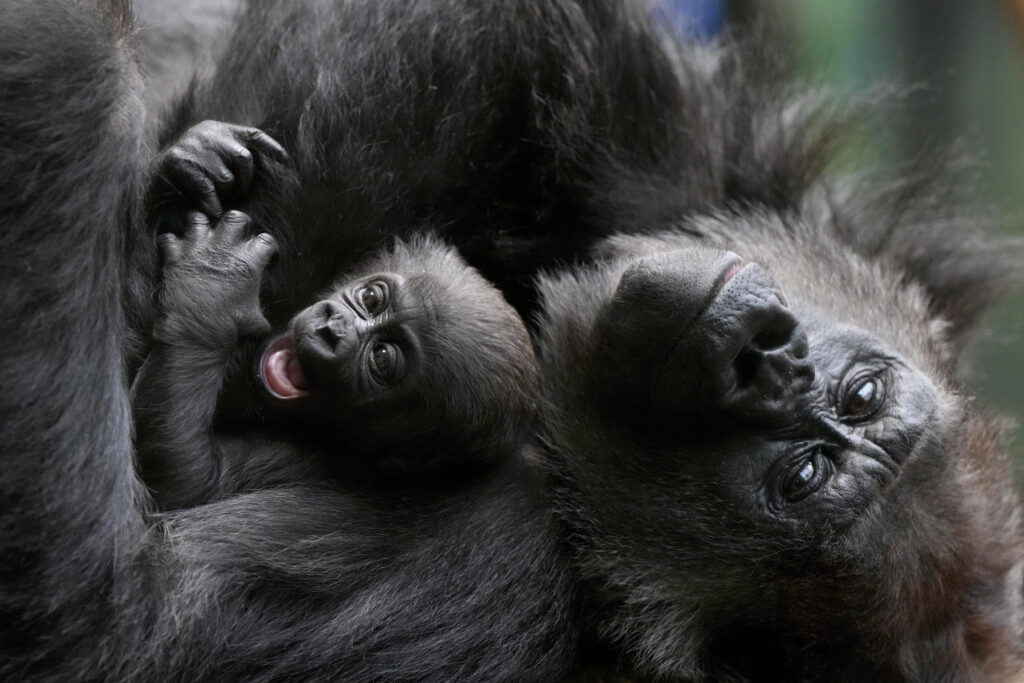 LONDON — Captivity, if nothing else, provides family stability: A critically endangered Western Lowland Gorilla mother holds her baby, one of two babies born at the zoo in Jan. and Feb. this year, at London Zoo in London, Monday, March 25, 2024.Photo: Kirsty Wigglesworth/AP