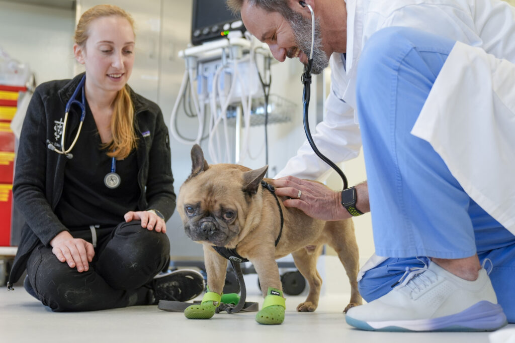 Senior veterinarian Dr. Daniel Spector, right, and surgical team member Allison Elkowitz examine Harrison, a French bulldog, in the surgery prep room at the Schwarzman Animal Medical Center