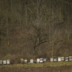 Beehives adorn the back of the property at Itaska Valley Farm, Wednesday, March 13, 2024, in Whitney Point, N.Y.