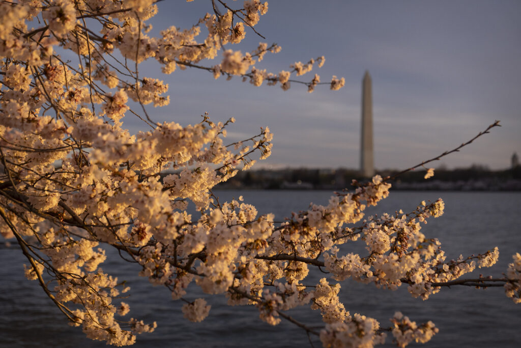 WASHINGTON, DC — Can’t rival blossoms in Brooklyn Botanic Garden: The Washington Monument is seen from the Tidal Basin amid cherry blossoms, which enter their peak bloom this week in Washington, Monday, March 18, 2024, in Washington.Photo: Mark Schiefelbein/AP