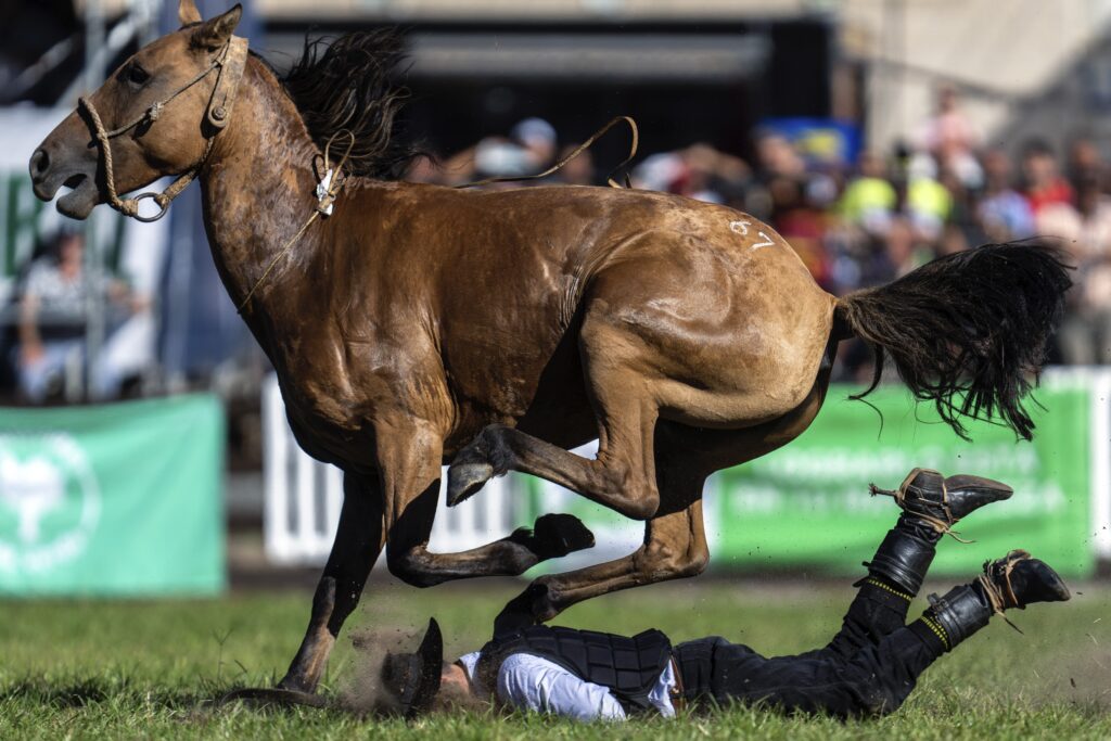 URUGUAY — On the whole, riding in the Easter parade is a lot safer: A gaucho or South American cowboy is bucked off by a wild horse during the Criolla Week rodeo festival in Montevideo, Uruguay, Tuesday, March 26, 2024. Since 1925, the rodeo has been a Holy Week tradition.Photo: Matilde Campodonico/AP
