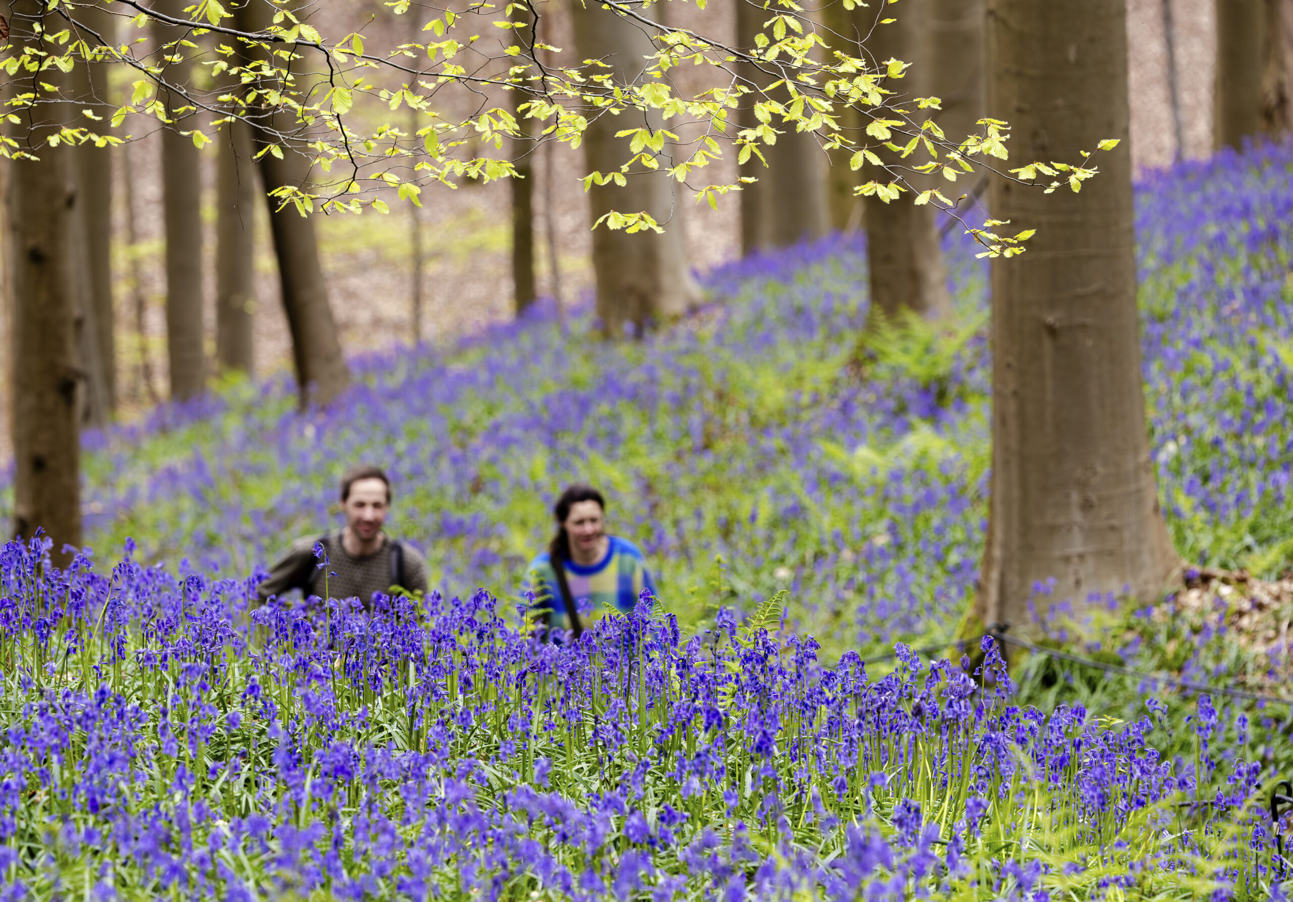 Two people walk among the Bluebell flowers, also known as wild hyacinth, bloom in the Hallerbos forest in Halle, Belgium, on Thursday, April 11, 2024. Bluebells are particularly associated with ancient woodland where it can dominate the forest floor to produce carpets of violet–blue flowers. (AP Photo/Geert Vanden Wijngaert)