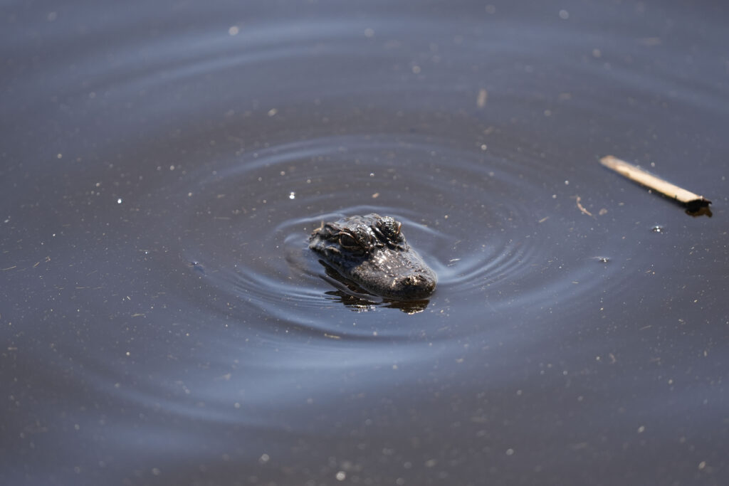 A baby alligator peers from the water along the ninth green during the first round of the PGA Zurich Classic golf tournament at TPC Louisiana in Avondale, La., Thursday, April 25, 2024. (AP Photo/Gerald Herbert)