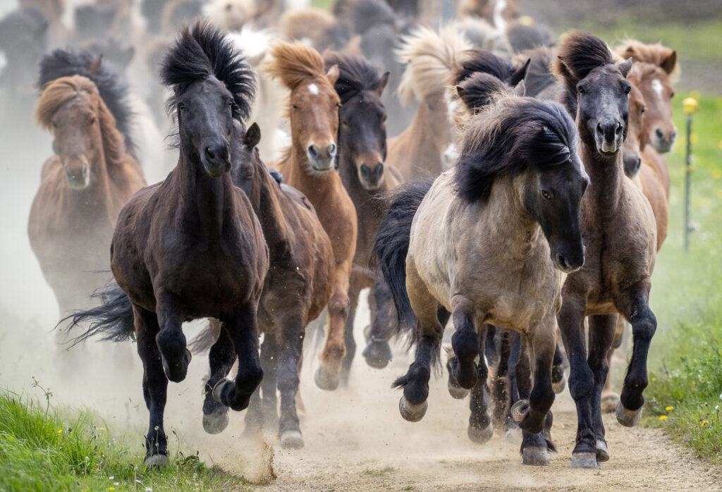 Icelandic horses are driven to their paddock for the first time in the season in Wehrheim near Frankfurt, Germany, Sunday, April 28, 2024. (AP Photo/Michael Probst)