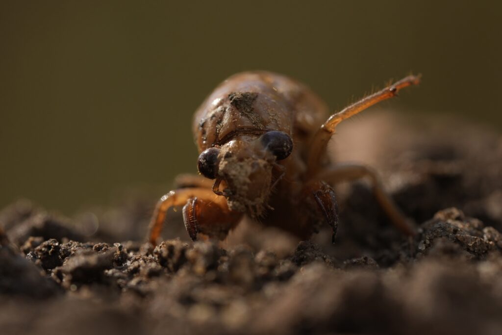GEORGIA — A longtime inhabitant of Earth takes a look at an ‘alien’ who has just taken his photograph: A periodical cicada nymph extends a limb in Macon, GA, on Wednesday, March 27, 2024, after being found while digging holes for rosebushes. Trillions of cicadas are about to emerge in numbers not seen in decades and possibly centuries.Photo: Carolyn Kaster/AP