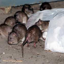 Rats swarm around a bag of garbage near a dumpster in New York, July 7, 2000.