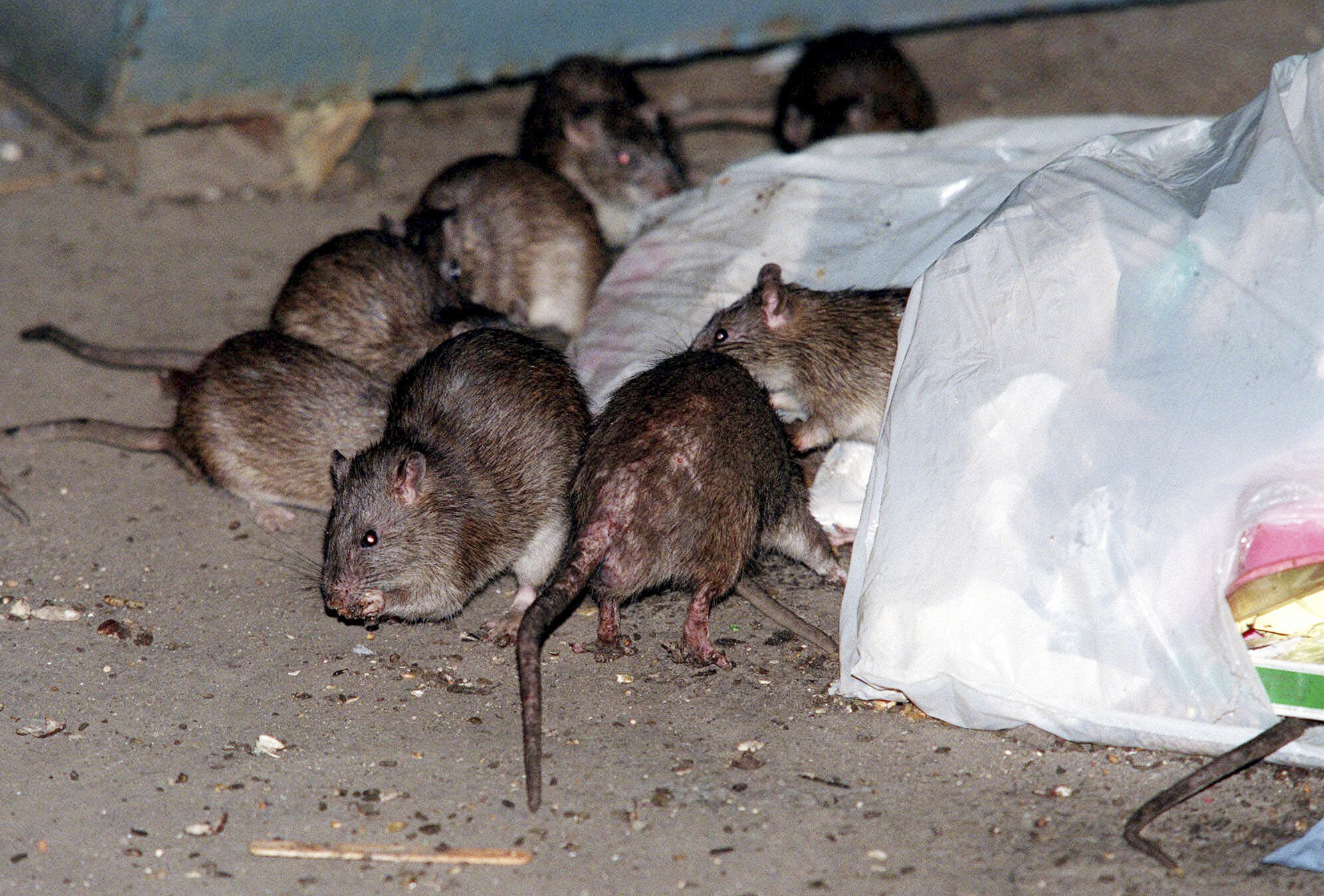 Rats swarm around a bag of garbage near a dumpster in New York, July 7, 2000.