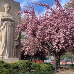 This monumental sculpture by Charles Keck at the Brooklyn War Memorial in Cadman Plaza Park has seen 73 springs come and go since she was dedicated in 1951. Blooming next to her is a magnificent Japanese Flowering Cherry.