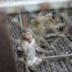Monkeys are caged on a truck after being trapped in Lopburi Province, north of Bangkok, Thailand, Friday, May 24, 2024. A Thai town, run ragged by its ever-growing population of marauding wild monkeys, began the fight-back, Friday, using trickery and ripe tropical fruit. (AP Photo/Sakchai Lalit)