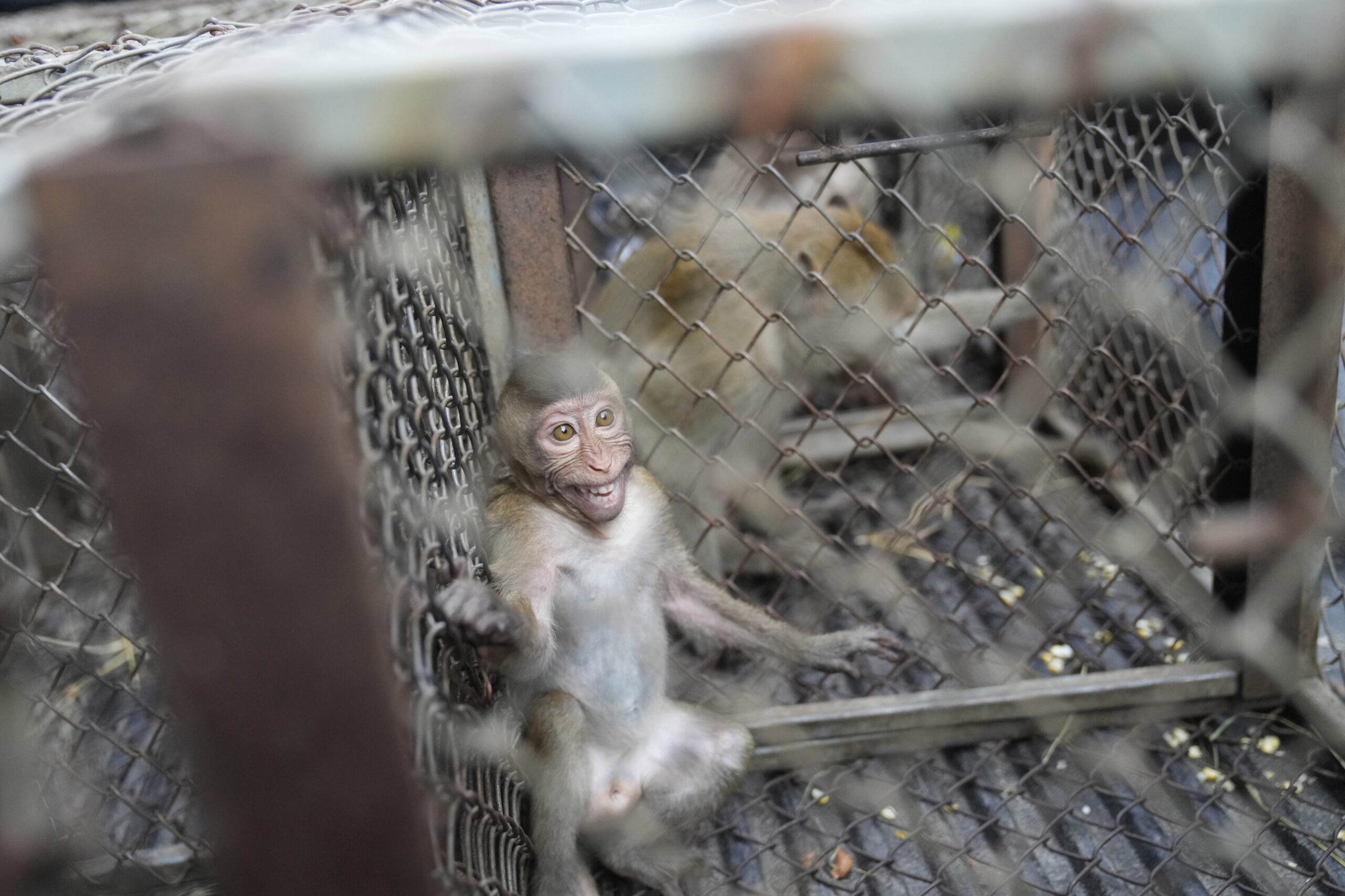 Monkeys are caged on a truck after being trapped in Lopburi Province, north of Bangkok, Thailand, Friday, May 24, 2024. A Thai town, run ragged by its ever-growing population of marauding wild monkeys, began the fight-back, Friday, using trickery and ripe tropical fruit. (AP Photo/Sakchai Lalit)