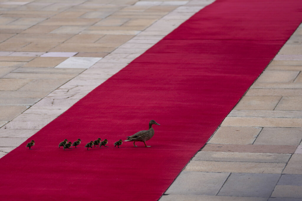 A duck with ducklings walks across a red carpet prior to a welcome ceremony for of Chinese President Xi Jinping at the Serbia Palace in Belgrade, Serbia, Wednesday, May 8, 2024. (AP Photo/Darko Vojinovic)