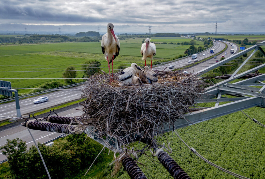 A stork family nests on a power pole above a highway in the outskirts of Frankfurt, Germany, Thursday, May 16, 2024. (AP Photo/Michael Probst)