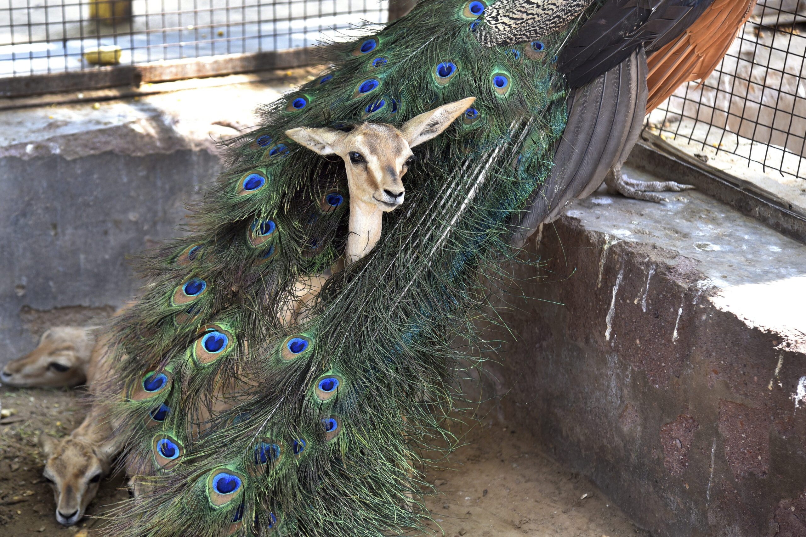 A Chinkara gazelle fawn rests in the plumage of a peacock at an animal rescue center on a hot summer day in Bikaner, Rajasthan, India, Thursday, May 23, 2024. (AP Photo/Dinesh Gupta)