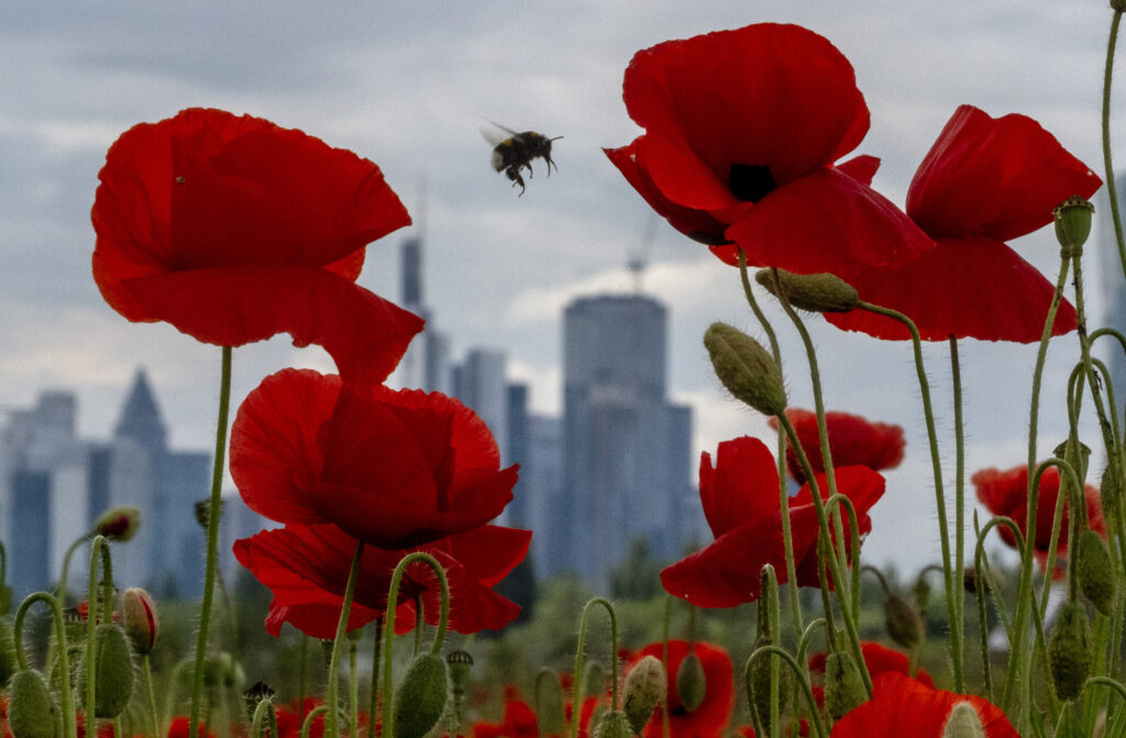 A bumblebee flies between poppy flowers near the buildings of the banking district in Frankfurt, Germany, Friday, May 24, 2024. The Nature And Biodiversity Conservation Union, or NABU, invited people to spend an hour counting the insects they see in a 10-meter radius (33-foot) radius and report what they see to NABU. The Citizen-Science-Projekts named " insect summer" is set from May 31 to June 9 and Aug. 2 to Aug. 11, 2024. (AP Photo/Michael Probst)