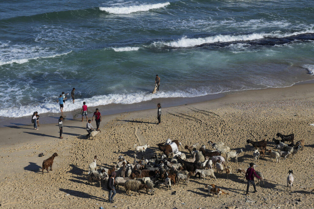 Palestinians wash their flock in the Mediterranean Sea at the beach in Deir al Balah, Gaza Strip, on Wednesday, May 8, 2024. (AP Photo/Abdel Kareem Hana)