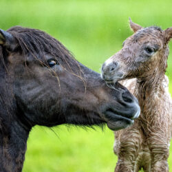An Icelandic foal stands next to its mother just a couple of minutes after it was born at a stud farm in Wehrheim near Frankfurt, Germany, Friday, May 3, 2024. The farm's first foal of the season was born in the early morning hours after a night with thunder storms and heavy rain. (AP Photo/Michael Probst)
