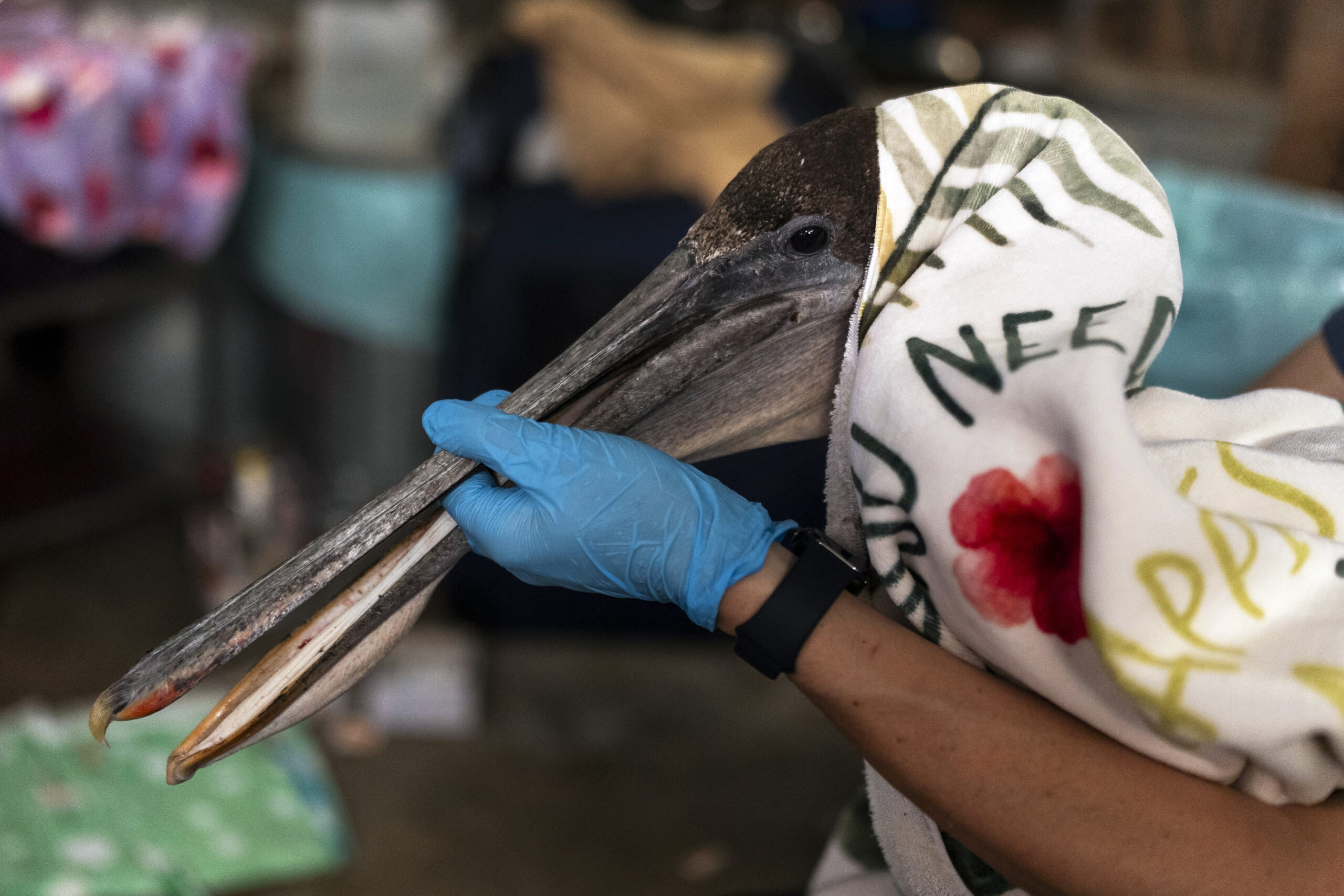 Volunteer Jason Foo holds a rescued pelican by its beak while treating the bird at the Wetlands and Wildlife Care Center in Huntington Beach, Calif., Tuesday, May 7, 2024. (AP Photo/Jae C. Hong)