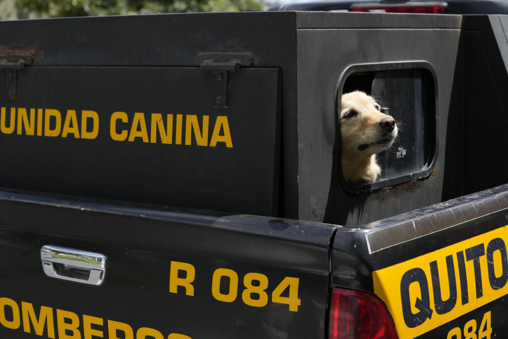 Firefighter dog Gaia arrives for her retirement ceremony, along with other dogs, in Quito, Ecuador, Monday, May 20, 2024. The retired firefighter dogs were adopted by local residents. (AP Photo/Dolores Ochoa)