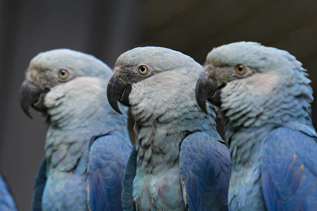 Spix's Macaws perch inside a cage at the Sao Paulo Zoo in Brazil, Friday, May 3, 2024. After being absent from the wild for almost two decades, about 20 of the endangered birds were reintroduced in northern Bahia state in 2022. (AP Photo/Andre Penner)