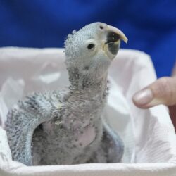 A 21-day-old Spix's macaw chick is carried in a basket into its incubator at a breeding facility project in its native habitat in a rural area of Curaca, Bahia state, Brazil, Monday, March 11, 2024. A South African couple is reintroducing the Spix’s macaw to nature through breeding and reintroduction efforts. (AP Photo/Andre Penner)