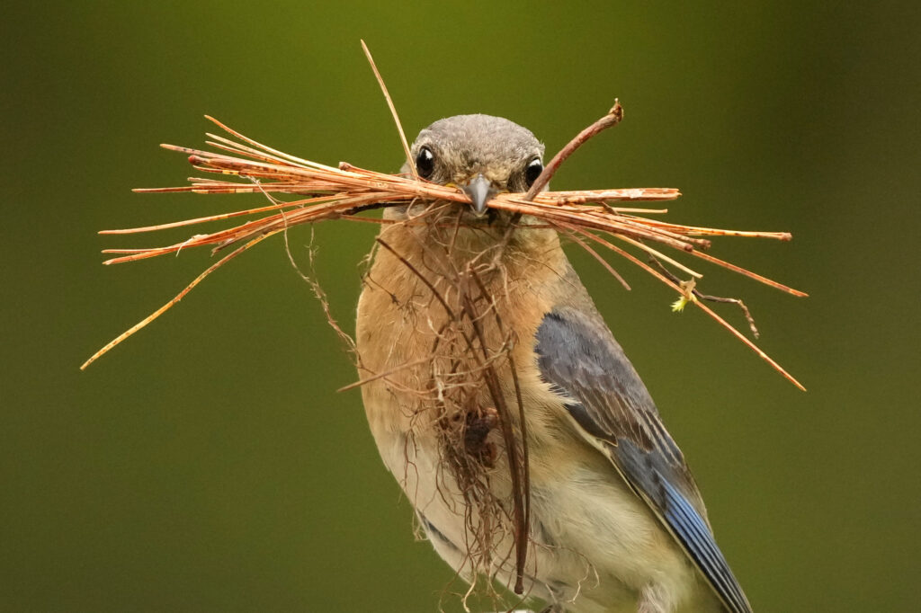 A female eastern bluebird holds a clump of pine needles she is using to pad a nesting box, Tuesday, May 28, 2024, in Freeport, Maine. (AP Photo/Robert F. Bukaty)