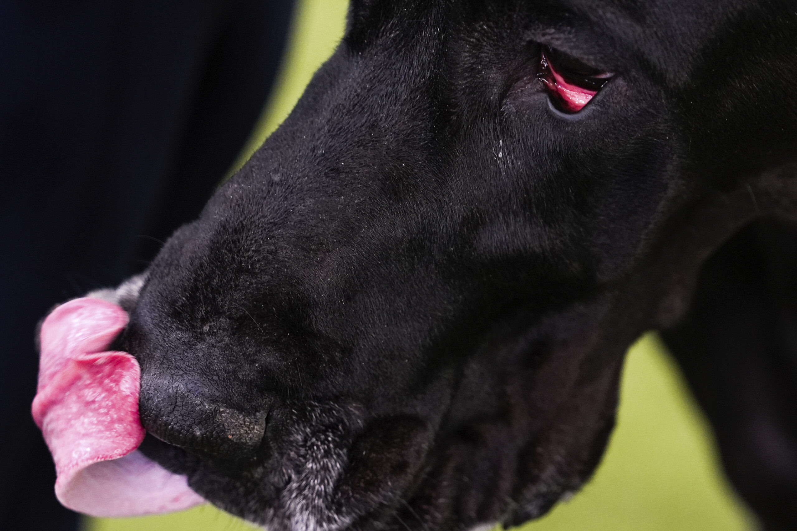 A Great Dane licks its nose in the Breed Showcase area at the 148th Westminster Kennel Club Dog show, Saturday, May 11, 2024, at the USTA Billie Jean King National Tennis Center in New York. (AP Photo/Julia Nikhinson)