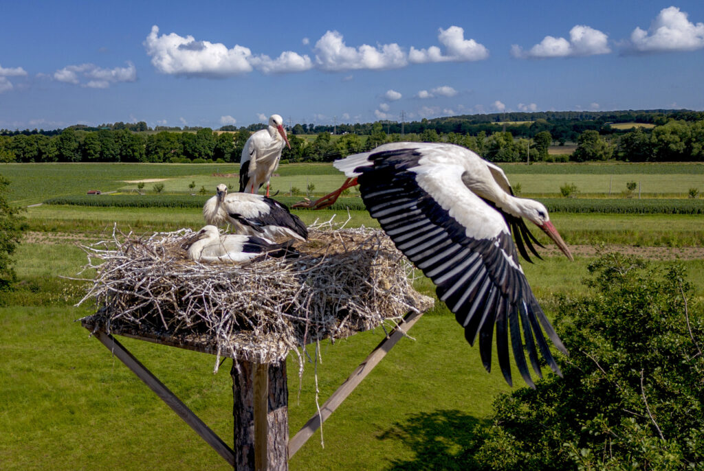 A stork starts from its nest while the family looks on in the outskirts of Wehrheim near Frankfurt, Germany, Monday, June 24, 2024. (AP Photo/Michael Probst)
