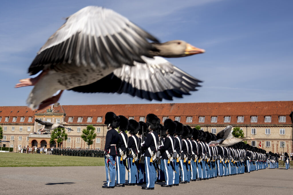 A goose flies by as Denmark's King Frederik X presents the King's Watch during the Anniversary Parade at the Royal Life Guards at the Life Guard Barracks in Copenhagen, Thursday, June 27, 2024. (Ida Marie Odgaard/Ritzau Scanpix via AP)