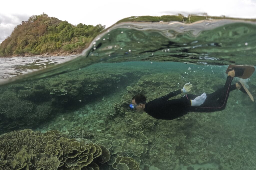 A man swims beside corals off of Verde Island, Batangas province, Philippines on Wednesday, Jan. 24, 2024. The Philippines is seeing one of the world's biggest buildouts of natural gas infrastructure. But the buildout raises serious questions about the health of nearby coral reefs and fishing communities. (AP Photo/Aaron Favila)
