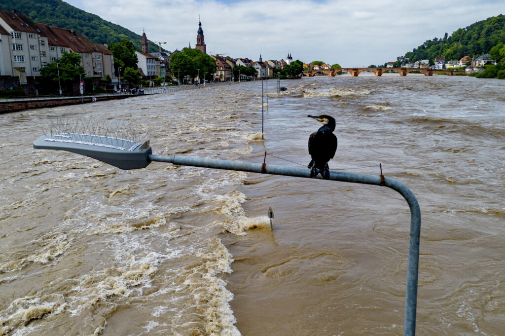 A cormorant sits on a street lamp as the river Neckar has left its banks in Heidelberg, Germany, Monday, June 3, 2024. The death toll in floods across a large part of southern Germany has risen to two as the body of a missing woman was found. Chancellor Olaf Scholz visited the flooded region on Monday and officials warned that water levels could rise further in some areas. (AP Photo/Michael Probst)