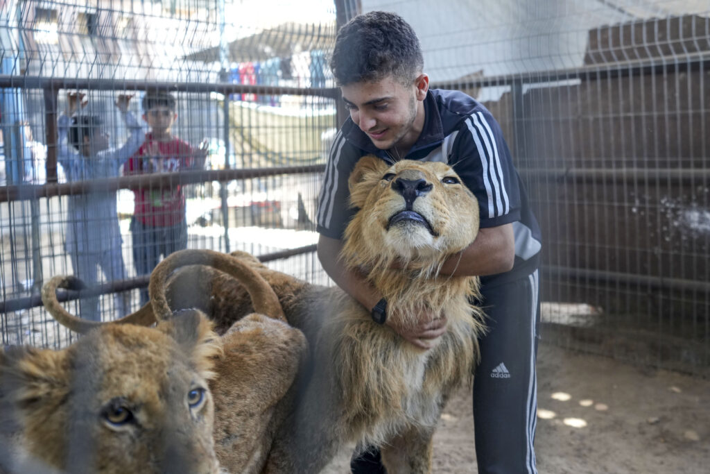 Mahmoud Juma embraces a lion evacuated from a zoo in the southern Gaza's city of Rafah in a small enclosure on a cow farm near Khan Younis, Gaza Strip, Wednesday, May 29, 2024. Fathi Juma, the owner of a privately-owned zoo in Rafah, had just two days to evacuate his animals to a safer part of the Strip after the Israeli military dropped flyers urging people to evacuate parts of Rafah. He wasn't able to take them all. (AP Photo/Abdel Kareem Hana)