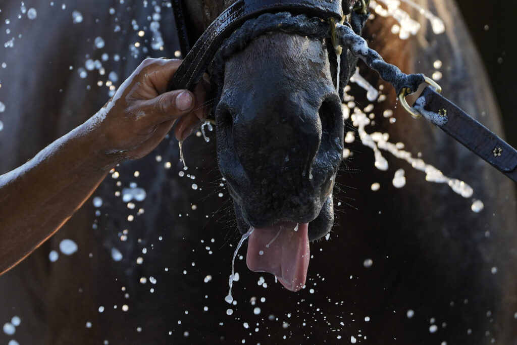 Belmont Stakes entrant Sierra Leone is washed following a work out ahead of the 156th running of the Belmont Stakes horse race at Saratoga Race Course, Wednesday, June 5, 2024, in Saratoga Springs, N.Y. (AP Photo/Julia Nikhinson)