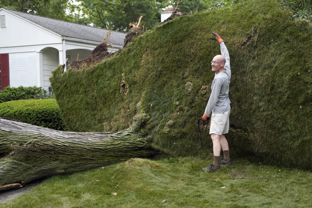 Alan Study stands next to his fallen tree as a neighbor photographs the size comparison, Friday, June 21, 2024, in Beverly Hills, Mich. AP Photo/Carlos Osorio)
