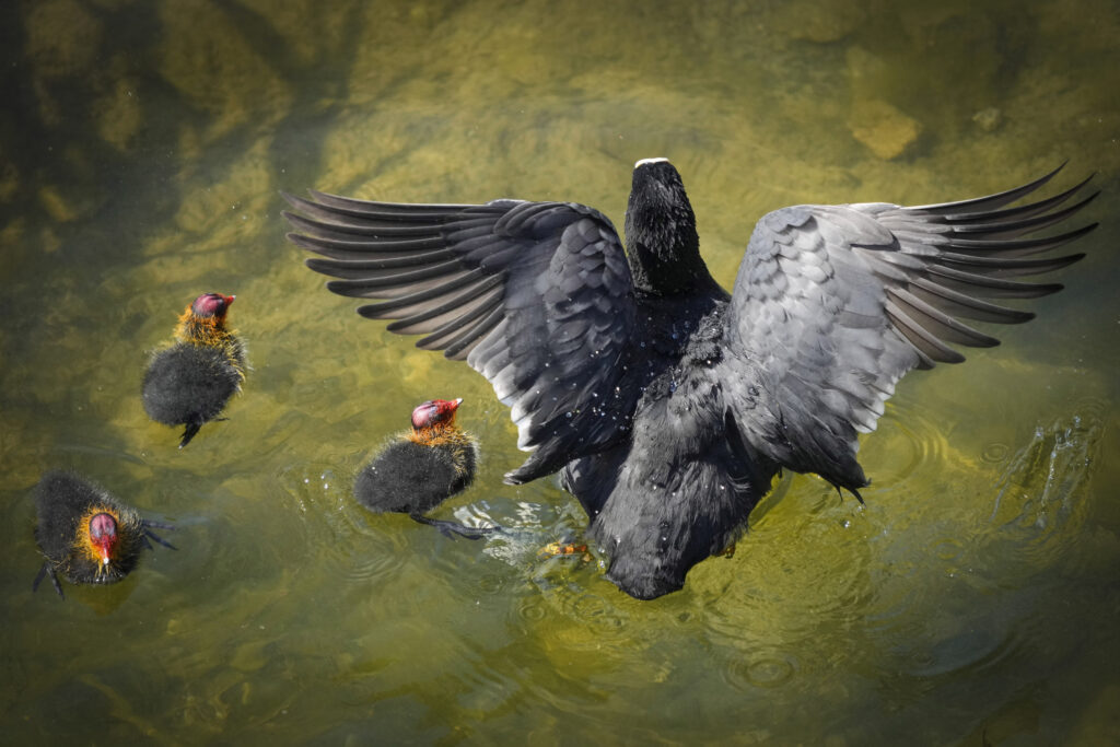 A coot swims with her chicks on the surface of a lake during a sunny day in Tallinn, Estonia, Monday, June 3, 2024. (AP Photo/Sergei Grits)