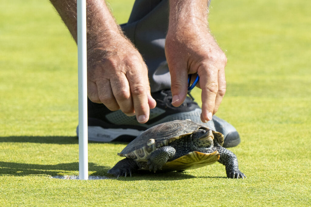 A turtle is removed by staff at the 11th hole during the first round of the ShopRite LPGA Classic golf tournament, Friday, June 7, 2024, in Galloway, N.J. (AP Photo/Chris Szagola)