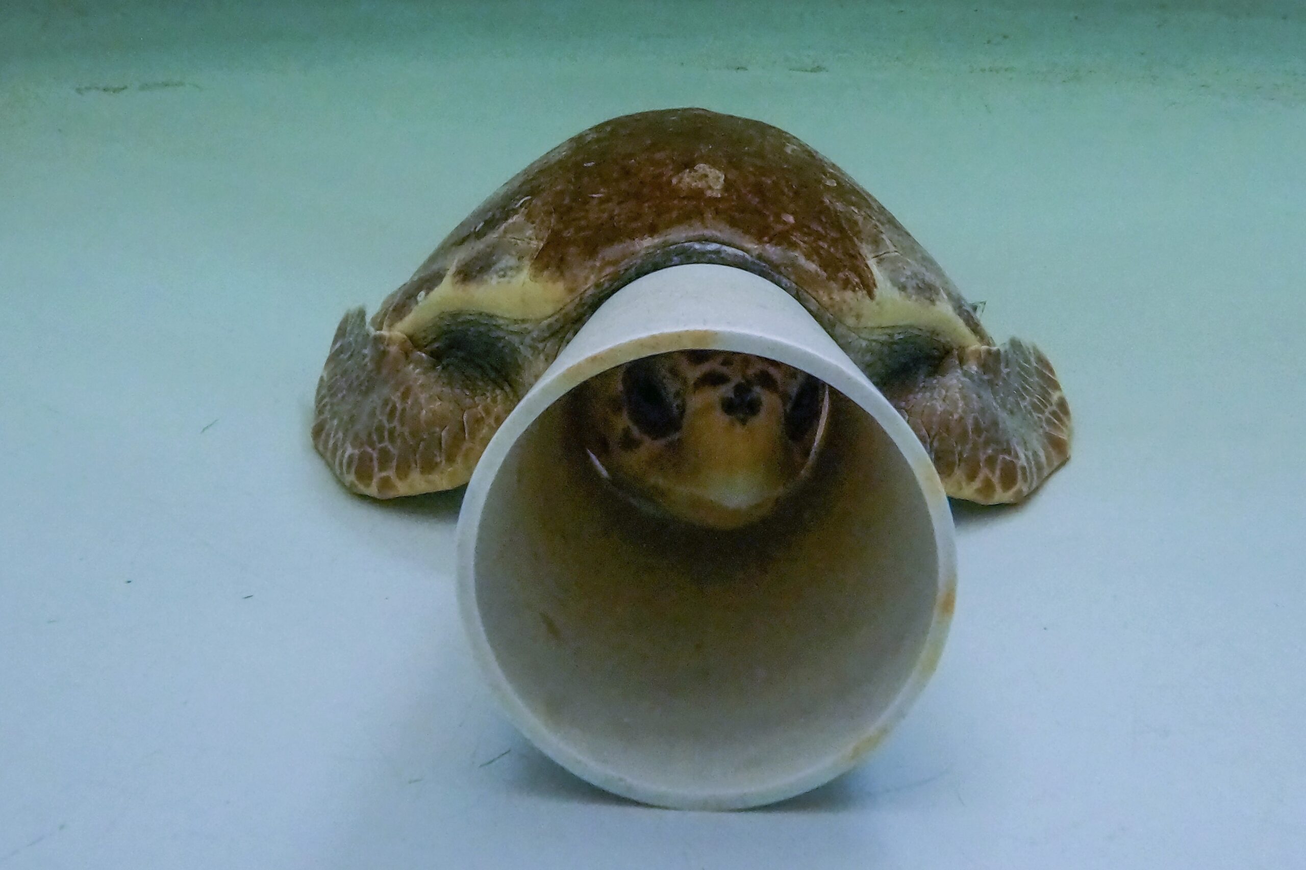 A sea turtle named Vesuvio sleeps underwater in a tank at CESTHA, the Experimental Center for the Protection of Habitats, inside a former market in Marina di Ravenna, on the Adriatic Sea, Italy, Saturday, June 8, 2024. The small plastic cone protects the turtles from light as they sleep or nap. (AP Photo/Luca Bruno)