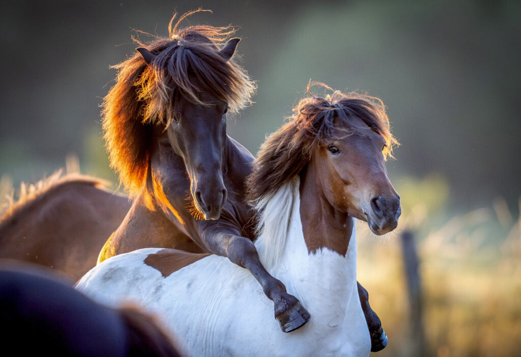 Icelandic horses play in the outskirts of Wehrheim near Frankfurt, Germany, as the sun rises on Monday, July 8, 2024. (AP Photo/Michael Probst)
