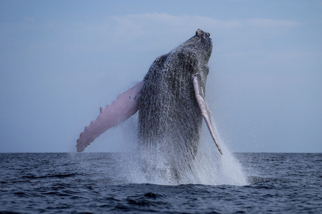 A humpback whale breaches off near Iguana Island, Panama, Sunday, July 14, 2024. The whale-watching season runs from July to October, the time that humpback whales migrate to the warm waters off Panama's Pacific coast to breed and give birth. (AP Photo/Matias Delacroix)