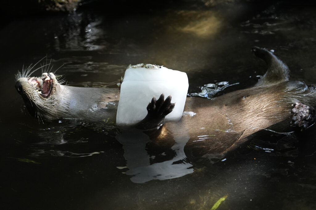 A river otter holds a block of ice with smelt at the Palm Beach Zoo & Conservation Society Thursday, July 18, 2024, in West Palm Beach, Fla. The staff at the zoo use a variety of techniques to keep their animals cool during the hot summer months. (AP Photo/Lynne Sladky)