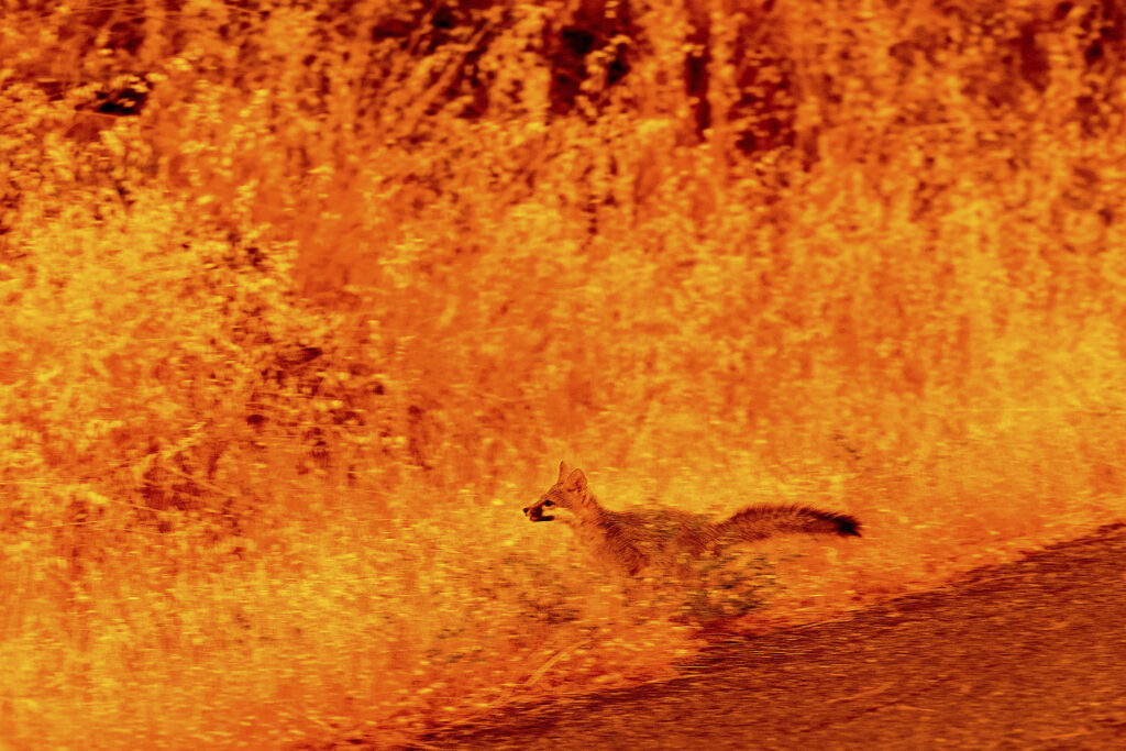 An animal runs through grass while fleeing flames as the Park Fire tears through the Cohasset community in Butte County, Calif., on Thursday, July 25, 2024. (AP Photo/Noah Berger)