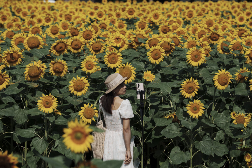 Tourist take selfies against the blooming wildflowers and sunflowers at the Olympic Forest Park in Beijing, China, Wednesday, July 3, 2024. (AP Photo/Vincent Thian)